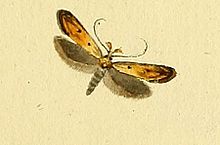 Mesophleps silacella.jpg