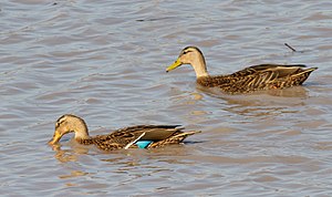 Mexican duck breeding pair.jpg