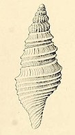 Shell in multiple views of a Microdrillia sea snail Microdrillia fastosa 001.jpg