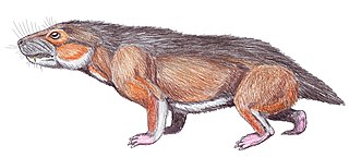 <span class="mw-page-title-main">Eutheriodontia</span> Clade of therapsids