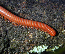 Centipede Trigoniulus corallinus