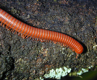 <i>Trigoniulus corallinus</i> Species of millipede