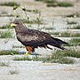 Thumbnail for Yellow-billed kite