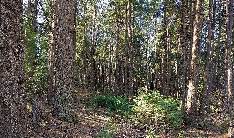 File:Mixed-wood pine forest.jpg