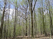 Forest with irregular structure and mixed composition, in NE Germany. Mixed forest NE-Germany.JPG