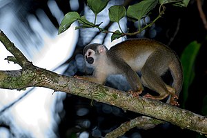 남아메리카다람쥐원숭이