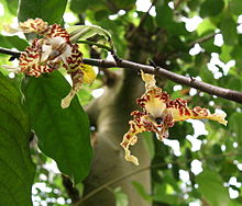 Monodora tenuifolia 03.jpg