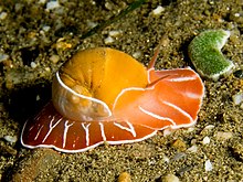 A moon snail (Naticarius orientalis) on the prowl at night. Found on the north coast of East Timor. Moon Snail.jpg