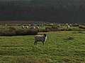 Moorland Sheep. - geograph.org.uk - 300202.jpg