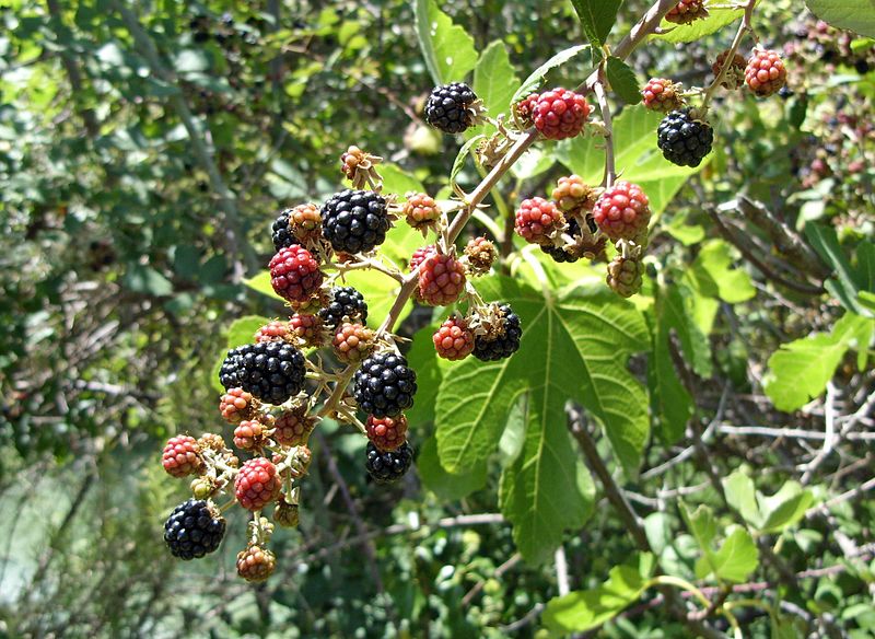 File:Moras22.jpg