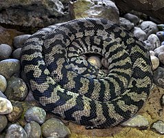 Python tapis (Morelia spilota), à la ménagerie du Jardin des plantes de Paris. (définition réelle 2 774 × 2 345)