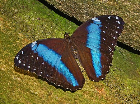 Morpho achilles-1.JPG