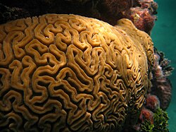 Mozgovity koral.jpg