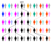 MtDNA-MRCA-generations-Evolution.svg