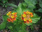 Multi-colored Wild Lantana Camara 5.JPG