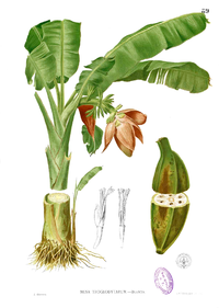 Musa troglodytarum