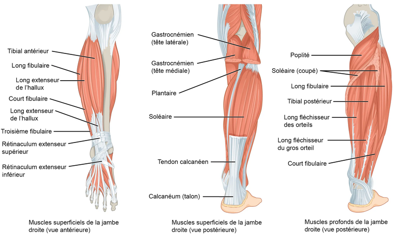 File:Muscle jambe.png