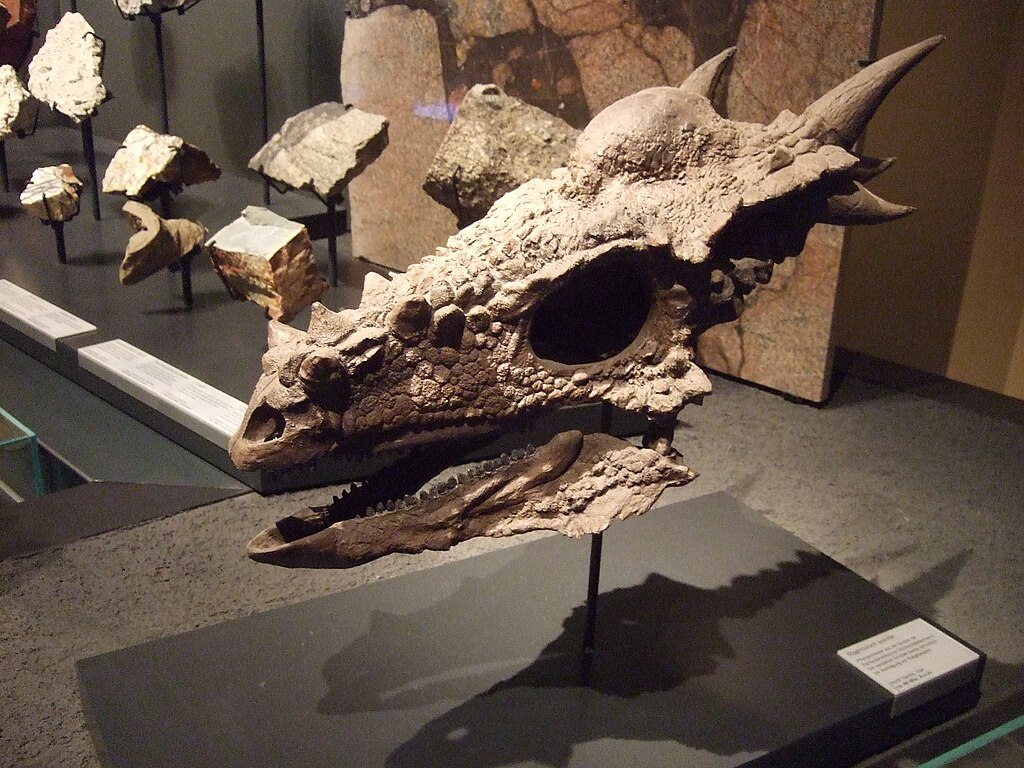 Fossile de dinosaure (on dirait un dragon) dans le musée d'histoire naturelle de Berlin.