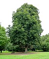 Musical linden tree in the city park