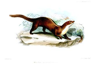 <span class="mw-page-title-main">Back-striped weasel</span> Species of carnivore