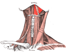 Musculus mylohyoideus