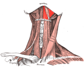 Mylohyoid muscle.PNG