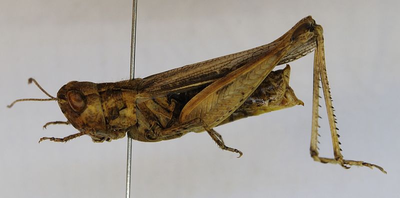 Datei:Myrmeleotettix antennatus (female) (ZSM 2).JPG