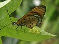 Tawny Coster laying eggs