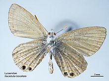 Nacaduba biocellata ventral.jpg