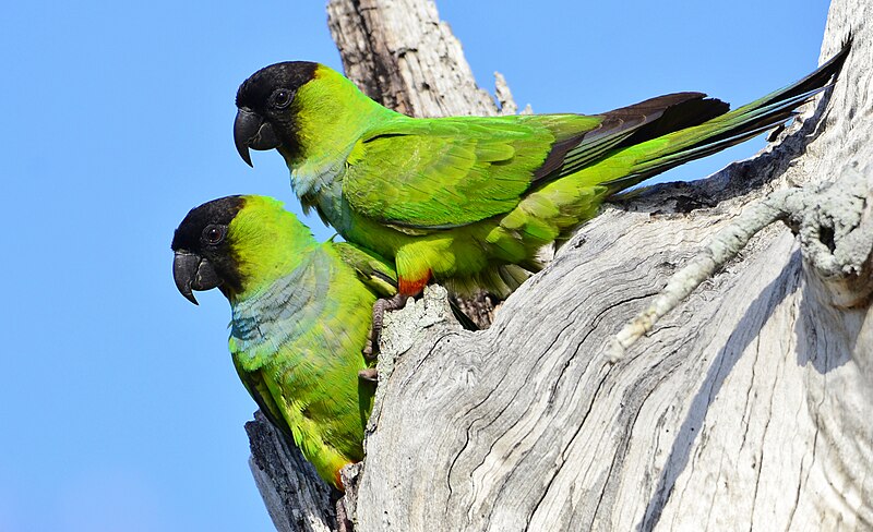 File:Nanday Parakeets6.jpg