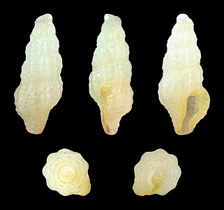 Nannodiella acricula