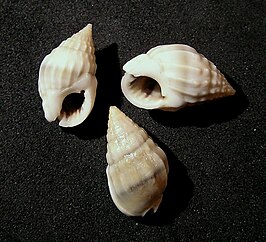 Nassarius acuticostus