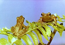 The Kloof frog is an endangered amphibian, confined to clear streams in scarp forests. Natalobatrachus bonebergi02.jpg