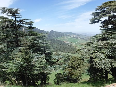 National Parc Theniet El Had.jpg