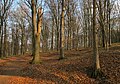 Čeština: Národní přírodní památka Medník nedaleko obce Hradištko pod Medníkem,okres Praha-západ - ČR English: National natural monument Medník near Hradištko pod Medníkem, Prague-West District (Czech Republic)