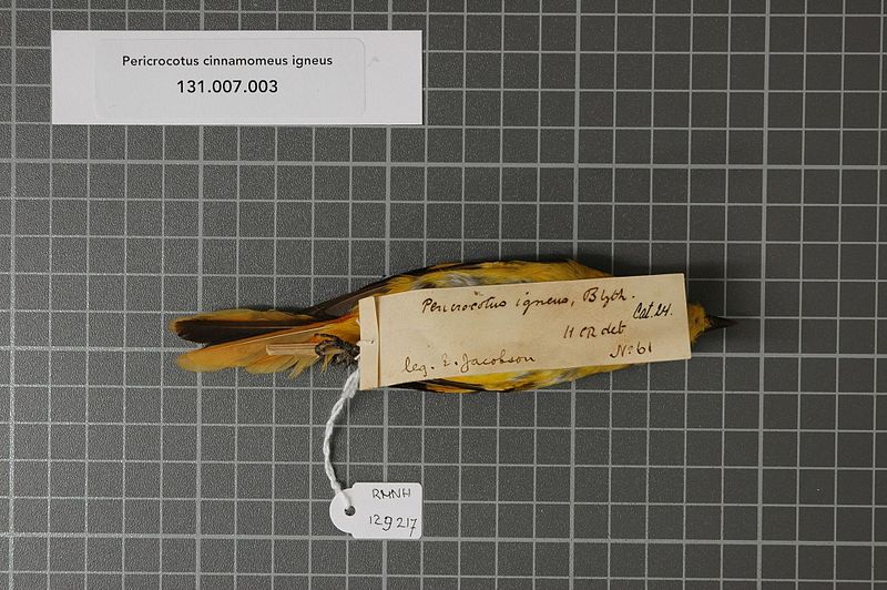 File:Naturalis Biodiversity Center - RMNH.AVES.129217 2 - Pericrocotus cinnamomeus igneus Blyth, 1846 - Campephagidae - bird skin specimen.jpeg