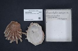 Spondylus asiaticus