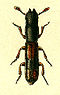 Nemosoma elongatum.jpg