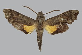 Neogurelca montana