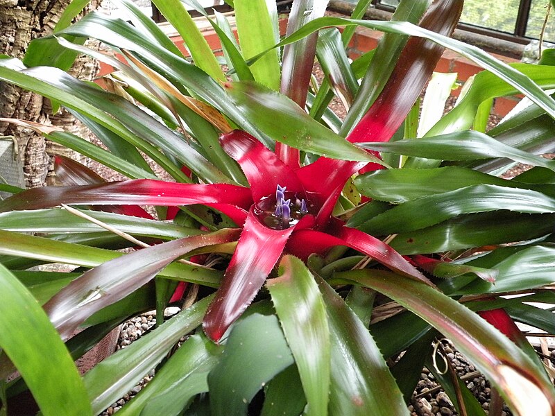 File:Neoregelia princeps Glasgow.jpg