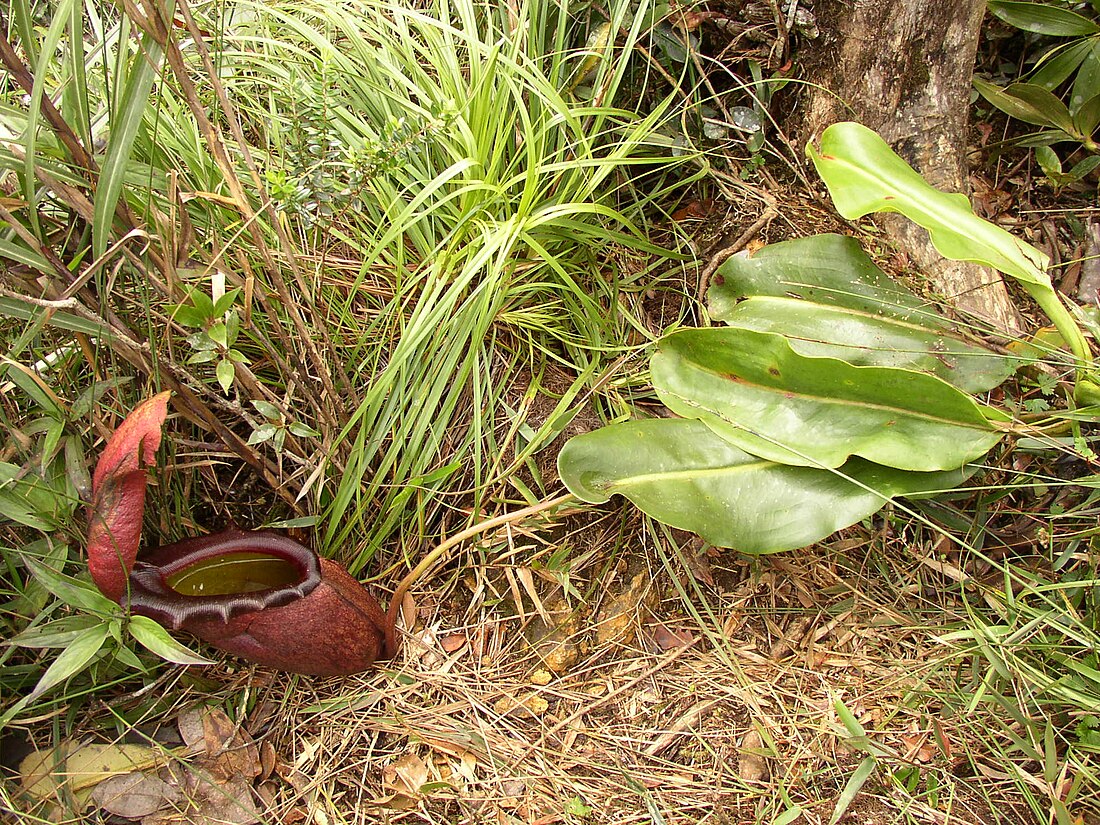 Nepenthes rajah