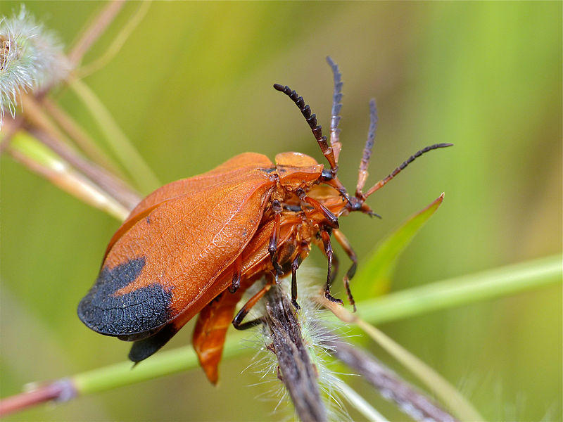 File:Net-winged Beetles (Lycus sp.) mating (12749277024).jpg