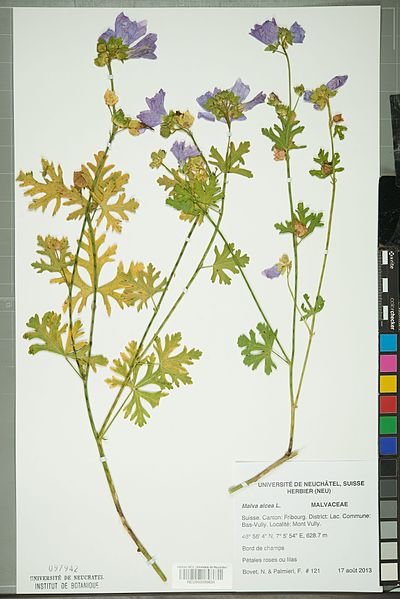 File:Neuchâtel Herbarium - Malva alcea - NEU000099834.jpg
