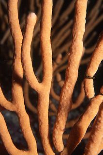 Nippled sea fan Species of coral