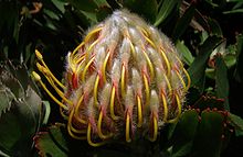 Nodding Pincushion Protea Flower Bud.jpg