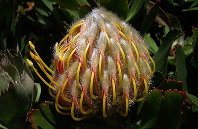 A Nodding Pincushion Flower Bud