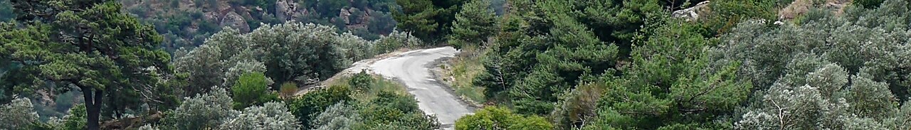 A rural road through a forest of pines and wild olives near Assos