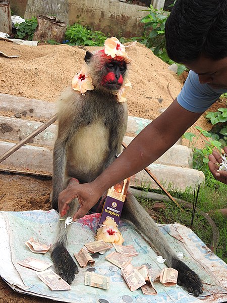 File:Northern Plains Gray Langur death and funeral rituals DSCN7520 (1) 05.jpg