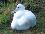 Albatrossküken auf Taiaroa Head