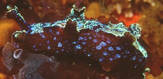 Iridescent nudibranch